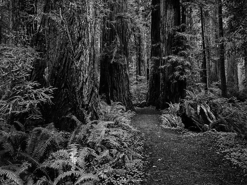 Redwoods.and.Sword.Ferns.Along.Path